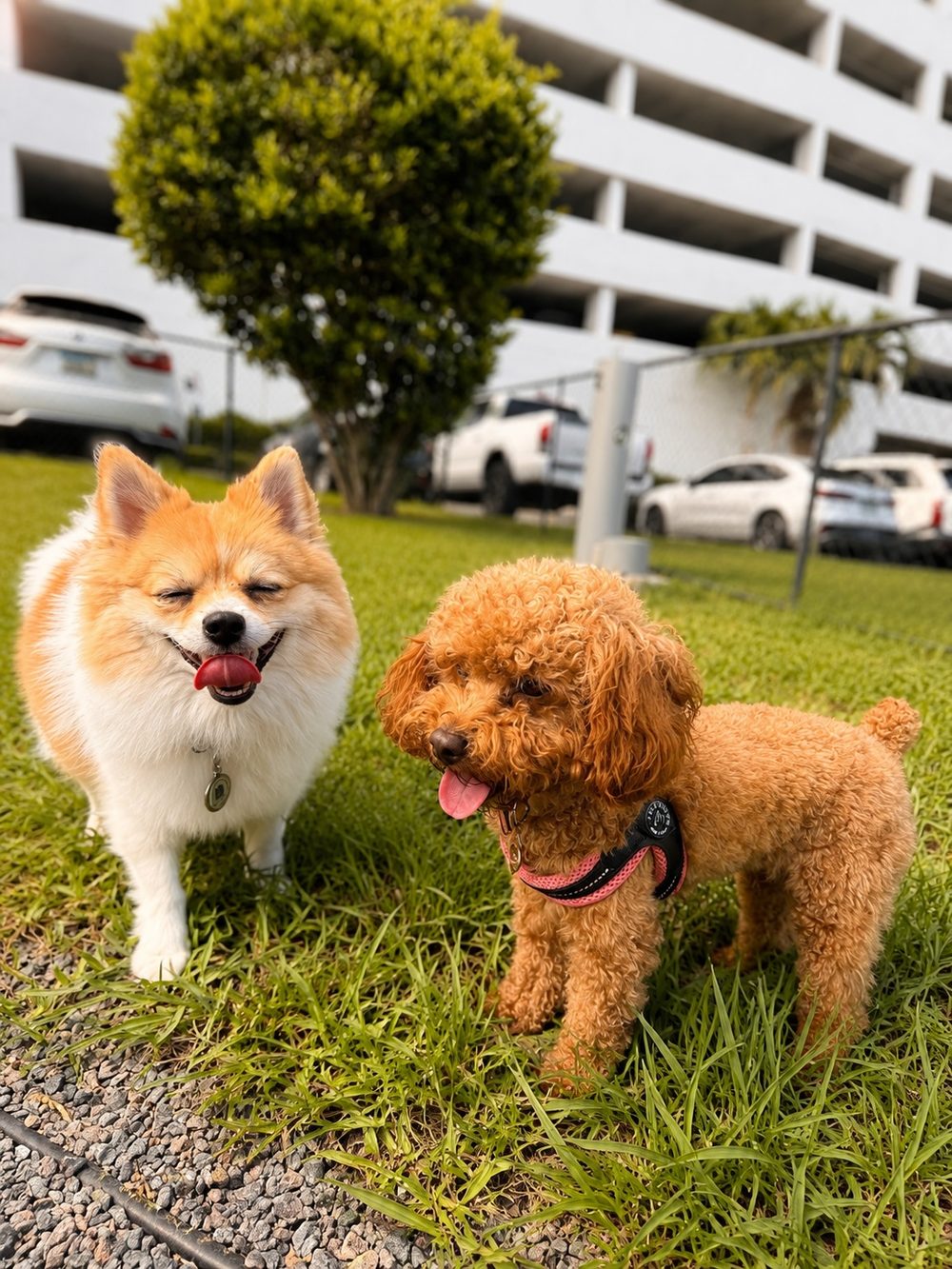 Daycare at Howl Nation