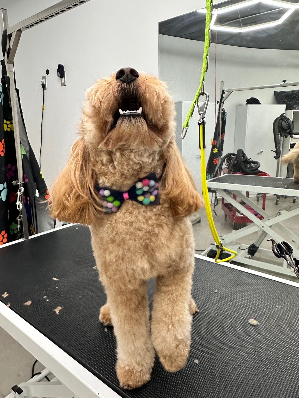 Grooming and spa at Howl Nation