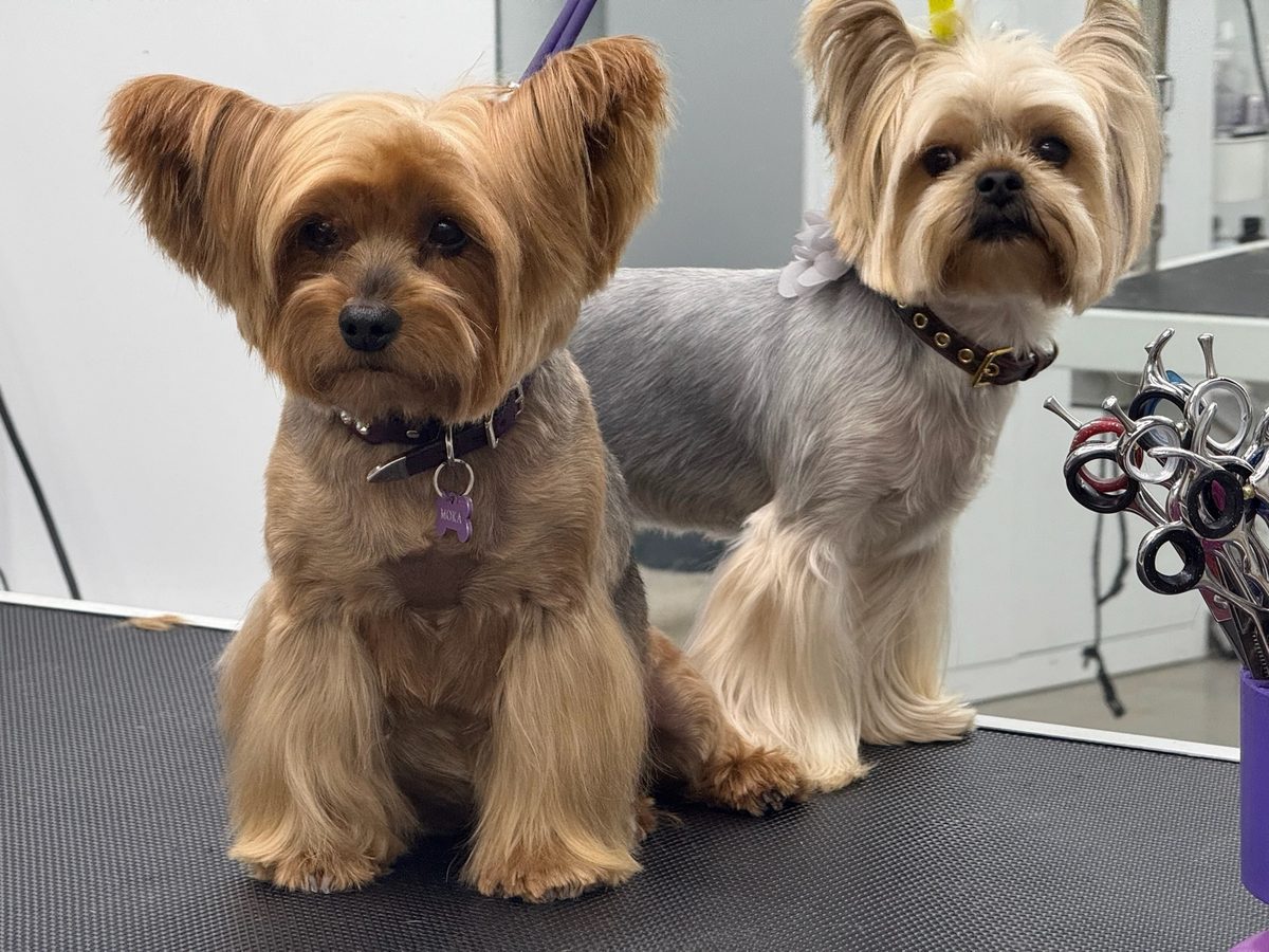 Grooming and spa at Howl Nation